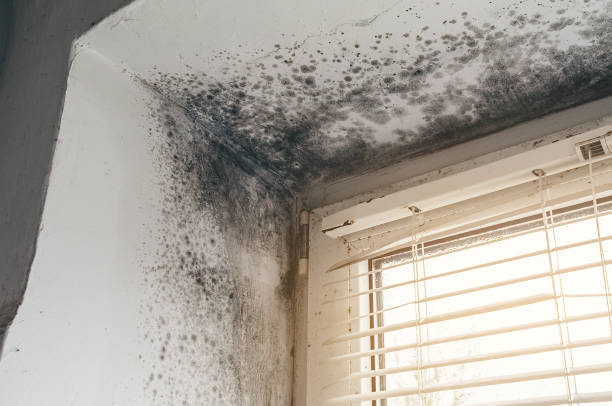 Affordable Commercial Mold Remediation solutions in Belvidere, NJ